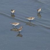 Red-necked Stint